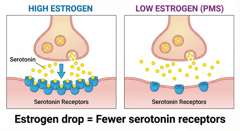 Diagram showing how low estrogen reduces serotonin receptors in the brain, causing PMS mood swings